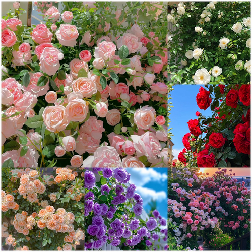 Climbing Rose Seeds image 1