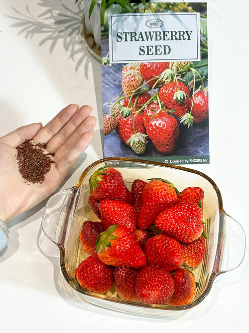 All-season Strawberry Seeds image 2