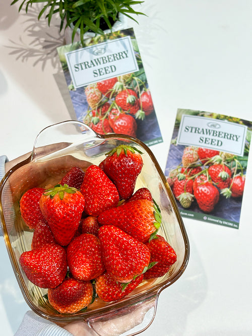 All-season Strawberry Seeds image 1