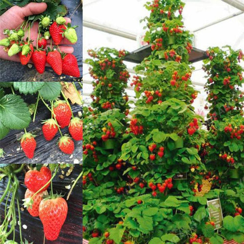 Climbing Strawberry Tree Seeds image 2