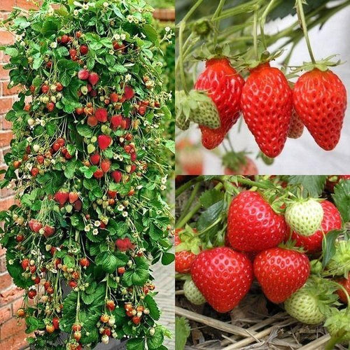 Climbing Strawberry Tree Seeds image 1