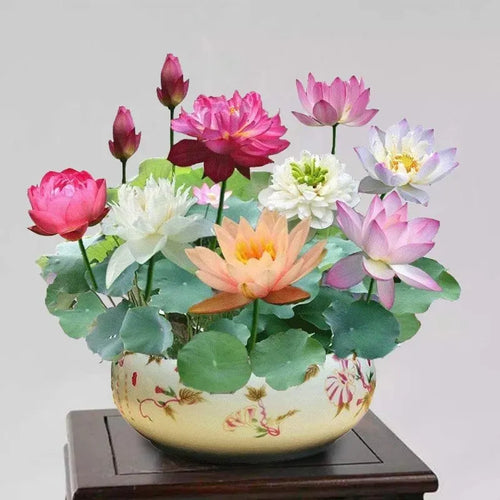 Bonsai Bowl Lotus Seeds image 2